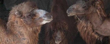 image of animal