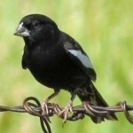 image of bird