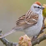 image of bird