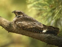image of nightjar