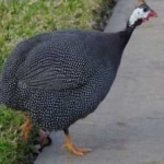 image of bird