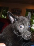image of schipperke