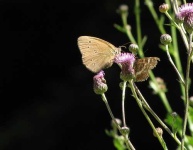 image of ringlet