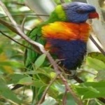 image of bird