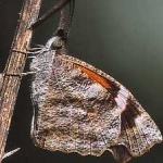 image of animal