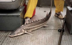 image of sturgeon
