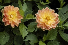 image of flower