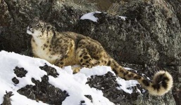 image of snow_leopard