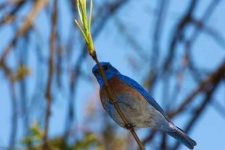 image of bluebird