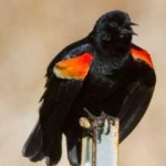 image of bird