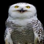 image of bird