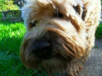 image of wheaten_terrier #12