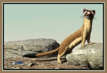 image of weasel