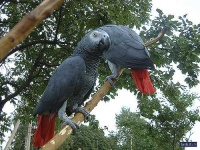 image of african_grey
