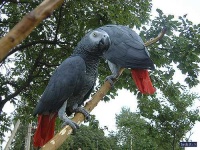 image of african_grey #13