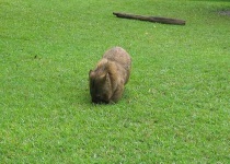 image of wombat