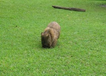 image of wombat #10