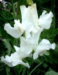 image of flower