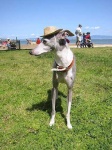 image of italian_greyhound