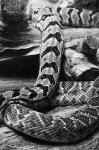 image of diamondback