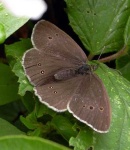 image of ringlet