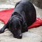 image of animal