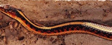 image of night_snake