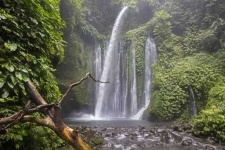 image of tropical_forest