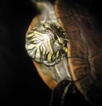 image of animal