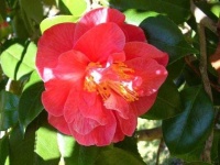 image of flower