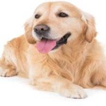 image of animal