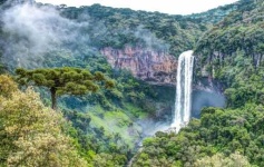image of jungle