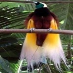 image of bird