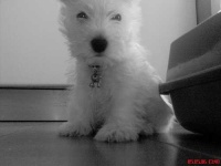 image of west_highland_white_terrier