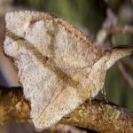 image of animal