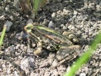 image of tailed_frog