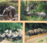 image of indian_elephant