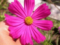 image of flower