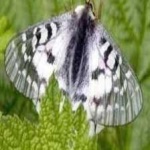 image of animal