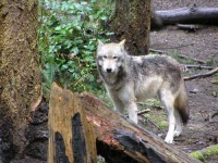 image of timber_wolf