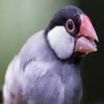 image of bird