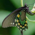 image of animal