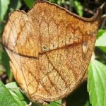 image of animal