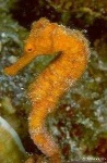 image of sea_horse