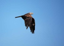 image of kite