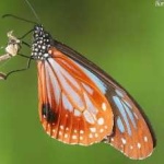 image of animal