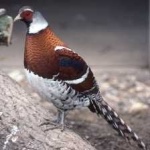 image of bird