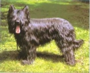 image of briard