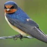 image of bird