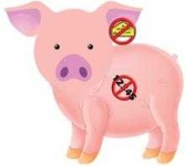 image of pig